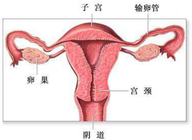 哪些原因會(huì)導(dǎo)致陰道松弛？