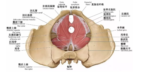 盆底肌康復治療有用嗎？專家表示，注重方法