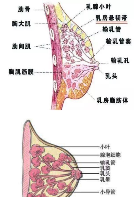 母乳喂養(yǎng)是否正常，需要稍微了解一下乳房的功能