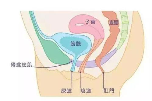 盆底肌修復(fù)儀器|產(chǎn)后盆底肌修復(fù)的知識(shí)，你了解多少？