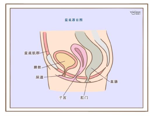 盆底康復(fù)治療儀應(yīng)該在產(chǎn)后什么時(shí)候使用？