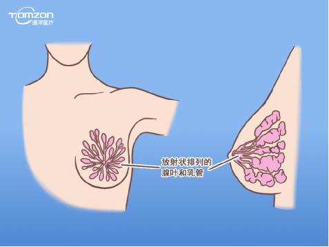 盆底康復治療儀能幫助女性乳房哪些問題？