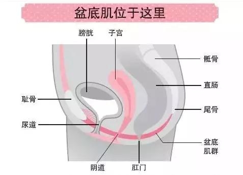 產(chǎn)后盆底修復(fù)