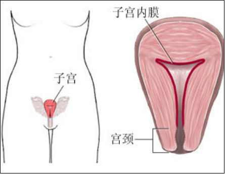 盆底肌修復(fù)