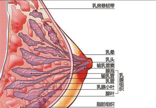 產(chǎn)后康復(fù)儀器